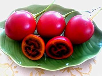 Red Tamarillo Vegetable Seeds for Planting heirloom & Non-GMO Seeds